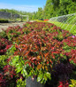 Katsura Japanese Andromeda nursery container plant