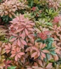 Mountain Fire Andromeda brilliant red foliage