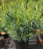 Connecticut Slate Dwarf White Pine #2 nursery container
