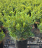 Connecticut Slate Dwarf White Pine #3 nursery container