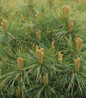 Soft Touch White Pine soft green needles