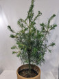 Twisted Needle White Pine in a Garden Pot