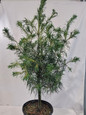 Young Twisted Needle White Pine in a Garden Pot