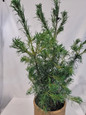 Twisted Needle White Pine in a Garden Planter