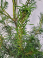 Twisted Needle White Pine Leaves