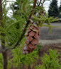 Twisted Eastern White Pine full specimen tree