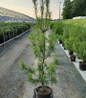 Twisted Eastern White Pine nursery plant