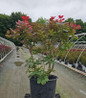 Royal Purple Smokebush #3 container