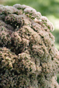 Autumn Joy Stonecrop Sedum Growing in the Sunlight
