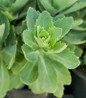 Autumn Joy Stonecrop foliage close-up