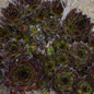 Black Hens and Chicks