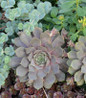 Pacific Blue Ice Hens & Chicks rosette