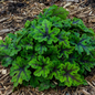 Fingerpaint Foam Flower Foliage Growing