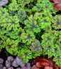 Fingerpaint Foam Flower variegated foliage