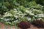 Large Wabi Sabi Viburnum Bushes Blooming