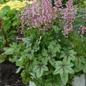 Pink Fizz Foamy Bells pink blooms