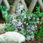 Tuscan Blue Rosemary Flowering in the Garden