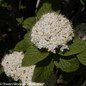 Red Balloon Viburnum Shrub Branches With White Flowers