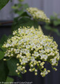 Red Balloon Viburnum Flower Buds Beginning to Bloom