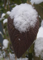 Red Balloon Viburnum Leaf Covered in Snow