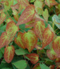 Fairy Wings variegated foliage