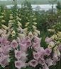 Camelot Lavender Foxglove