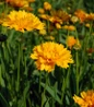 Early Sunrise Tickseed flowering garden clump