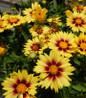 Enchanted Eve Tickseed butter yellow blooms
