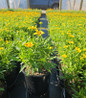 Enchanted Eve Tickseed compact flowering plant