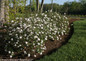 Row of Spice Baby Viburnum Shrubs Flowering