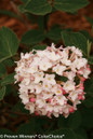 Spice Baby Viburnum Flowers Close Up