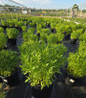 Li'l Bang™ Goldilocks Tickseed #2 pot size