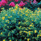 Gemo St. John's Wort Blooms & Leaves