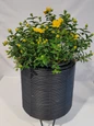 Hidcote St. John's Wort in a Table Container