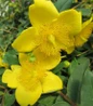 Hidcote St. John's Wort flower close up