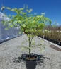 healthy Peaches & Cream Japanese Maple