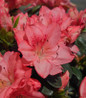 Blaauws Pink Azalea pink blooms
