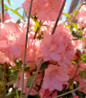 Blaauws Pink Azalea flowering shrub