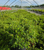 Blaauws Pink Azalea container crop