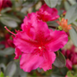 Girard's Fuchsia Azalea Flower Close Up