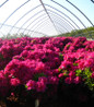 Girard's Fuchsia Azalea covered in blooms