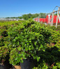 Girard's Fuchsia Azalea dense evergreen habit