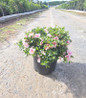 Gumpo Pink Azalea in nursery