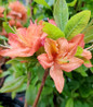 Mandarin Lights Azalea flowers close-up