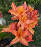 Mandarin Lights Azalea flowering shrub