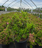 Rosebud Azalea blooming in nursery