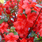 Stewatstonian Azalea Flower Close Up