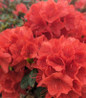 Stewartstonian Azalea spring flower display