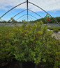 Stewartstonian Azalea dense compact habit
