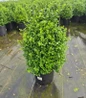 Cranberry Creek Boxwood container crop